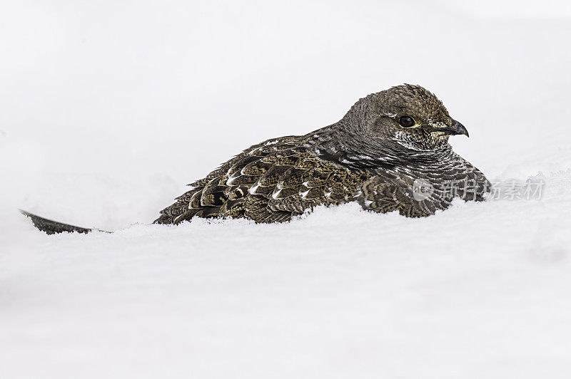 Dusky Grouse (Dendragapus obscurus)是一种森林松鸡，原产于北美黄石国家公园的落基山脉，怀俄明州。躺在雪地里。